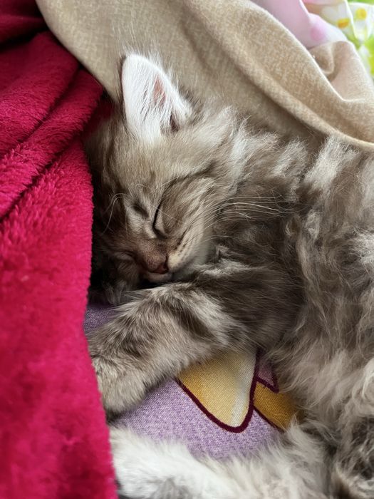 котенок 3 месяца