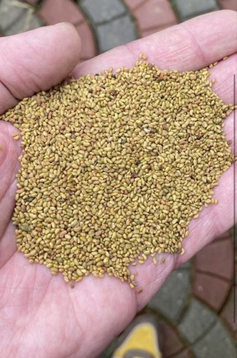 Vand samanta de lucerna