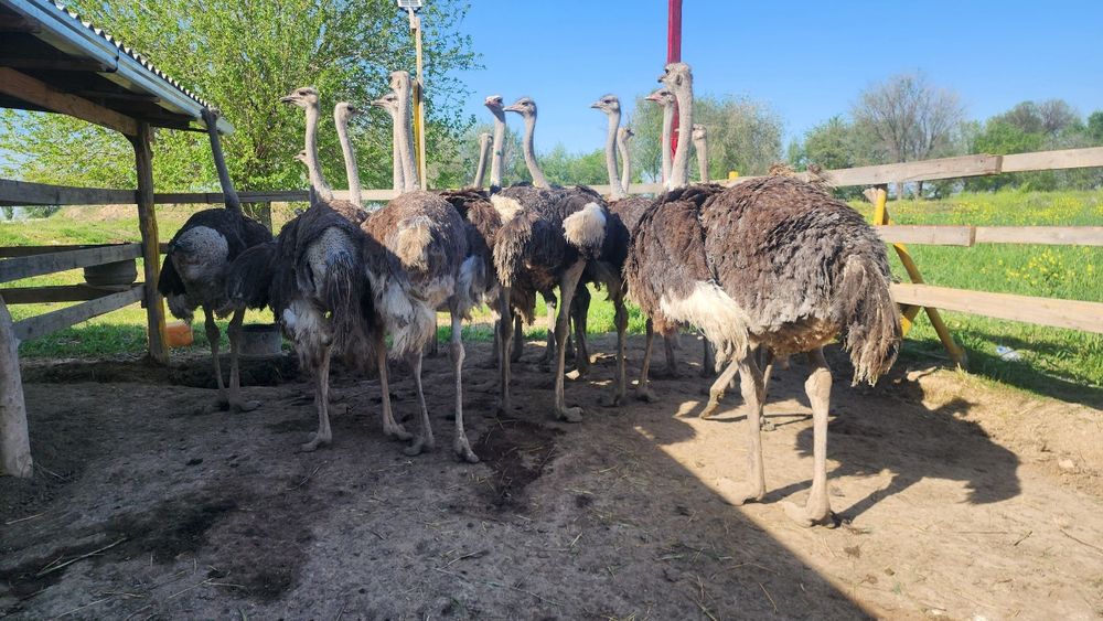 Tuyaqush va tuyaqush mahsulotlari sotiladi