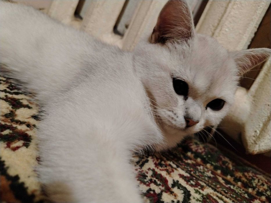 Красивый кот/Британский шиншилл