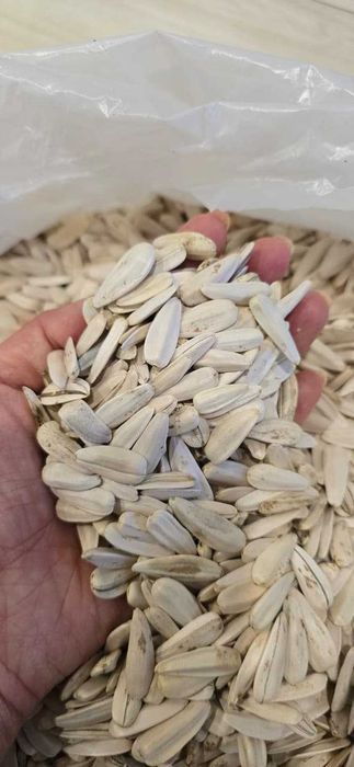 белые семена подсолнуха