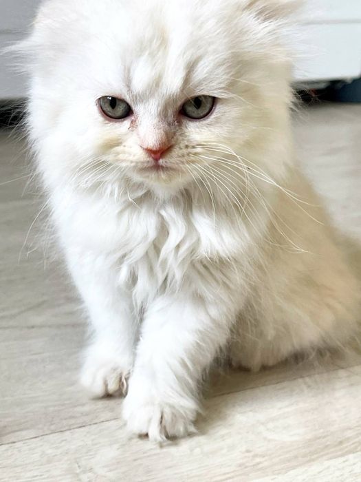 Scottish Fold / Straight