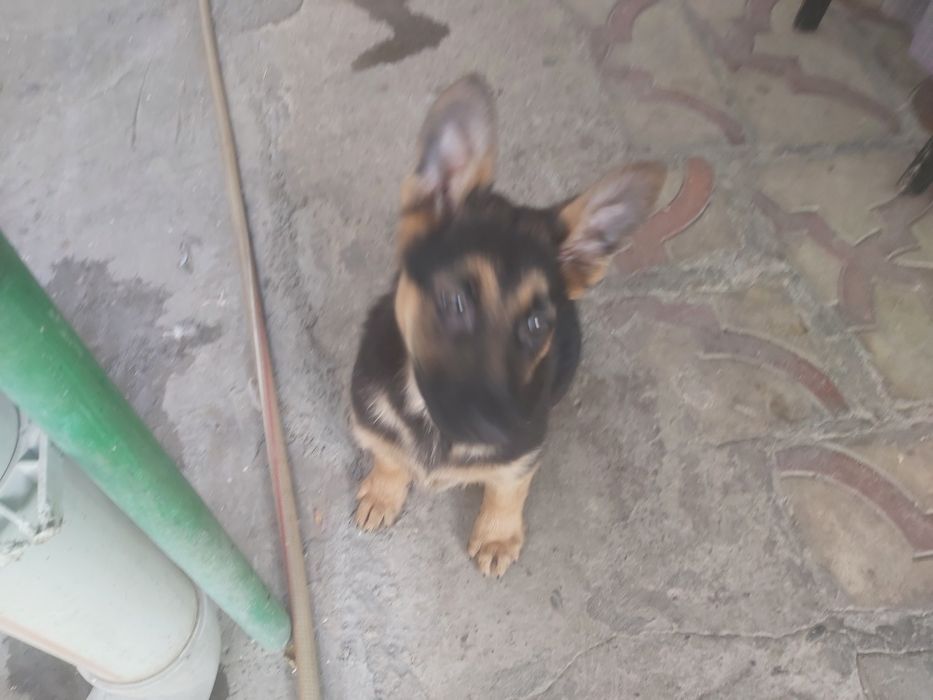 Продаются чистокровные щенки немецкой овчарки.