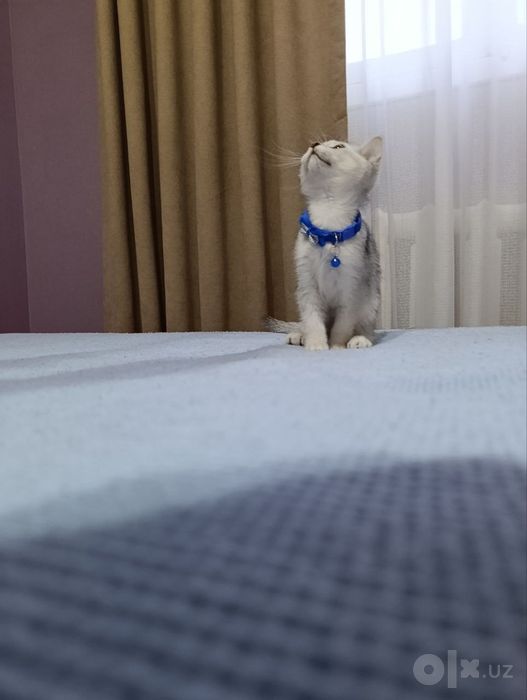 Продаются котята