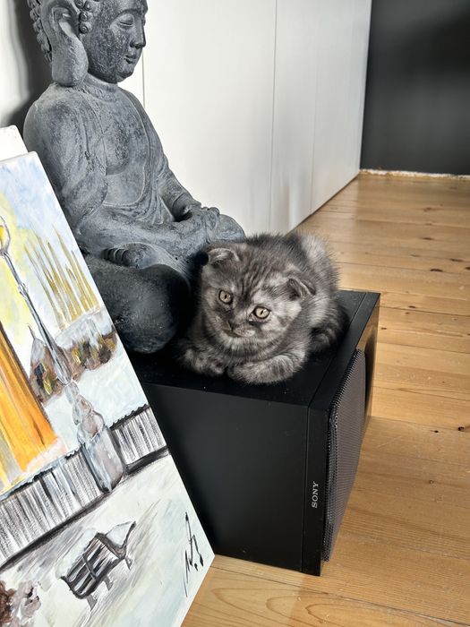 Клепоухо късокосместо британско опушено таби момченце търси своето семейство