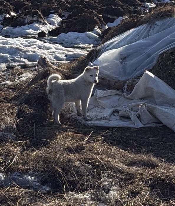 Щенята лайки продам