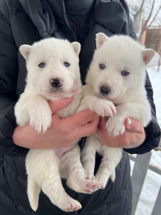 Белоснежный кавалер хаски