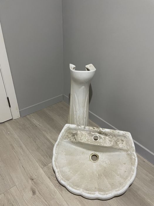 Раковина тюльпан