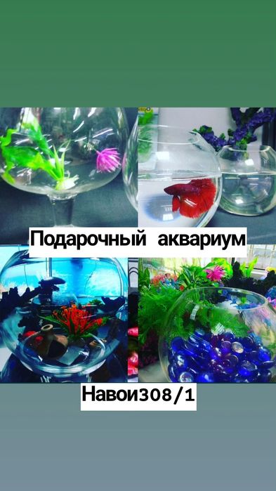 Корм для рыб в Афалине.Аль Фараби,Навои