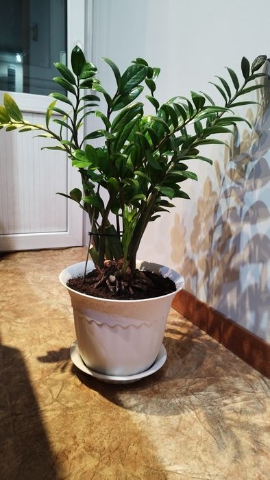 Замиокулькас. Денежное дерево