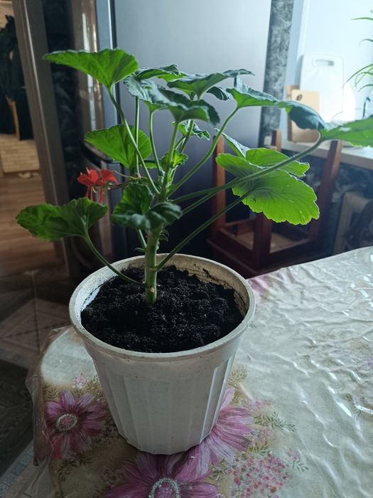 Продам молодую герань