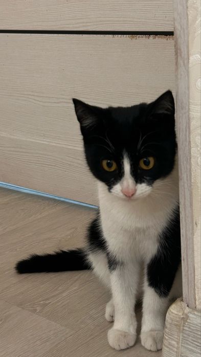 Черный кот , феликс девочка , рыжая девочка