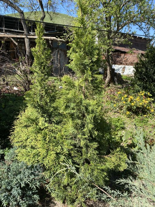 Туя перамидальная