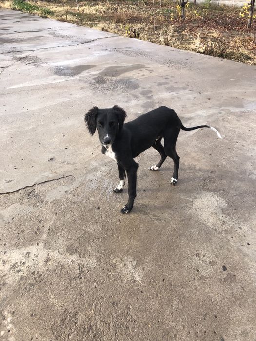 Продам тазы 50000 тг