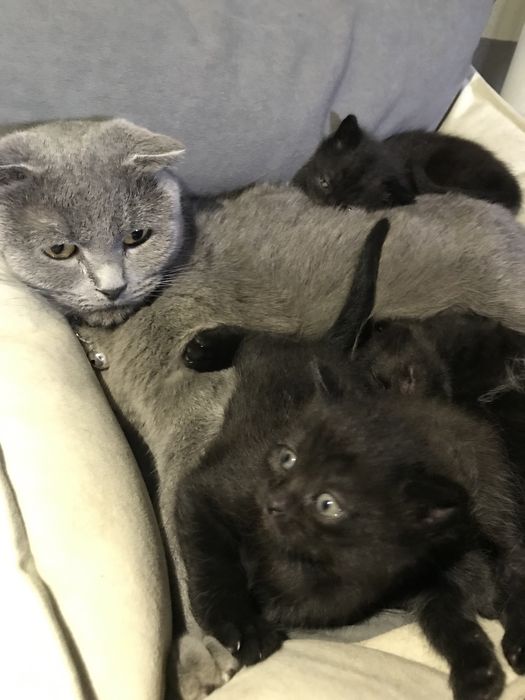 Котята из смеси полумейнкуна и британской короткошерстной кошки