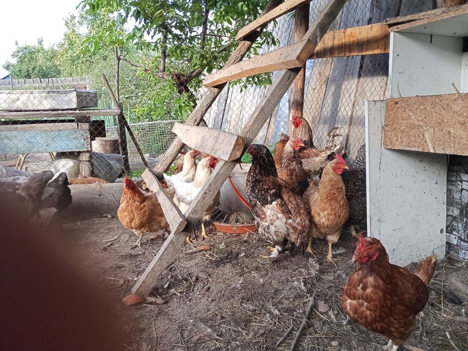 Продам 15 курицы и 1 петух