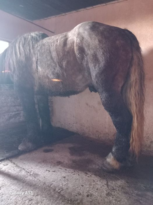 Vând armăsar semigreu