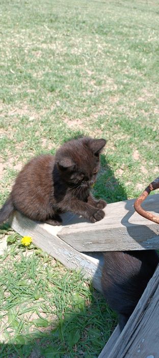 Котята в хорошие руки