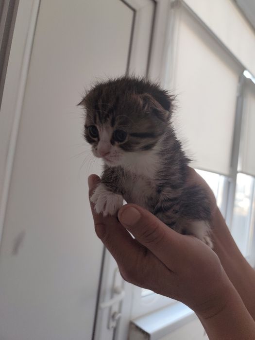 Котята мелкие недавно родились