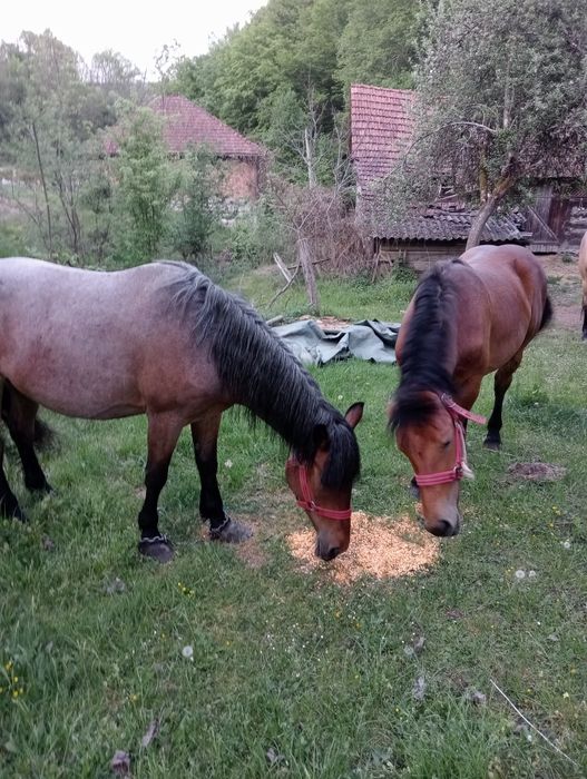 Vind iapa cu minza