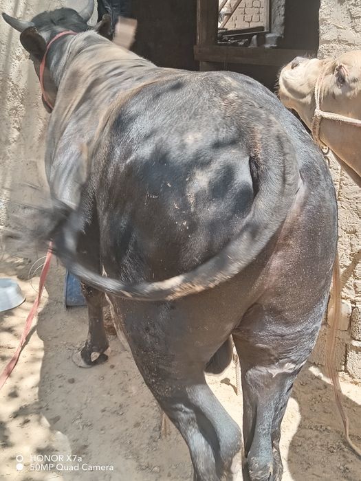 Jaydari Buqa sotiladi