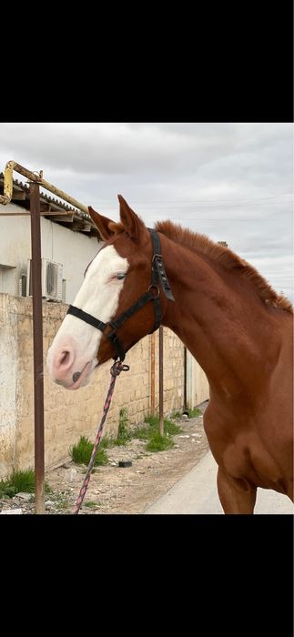 Продется лошадь