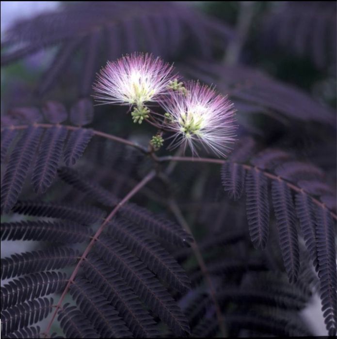 Albizia julibrissin Summer Chocolate
