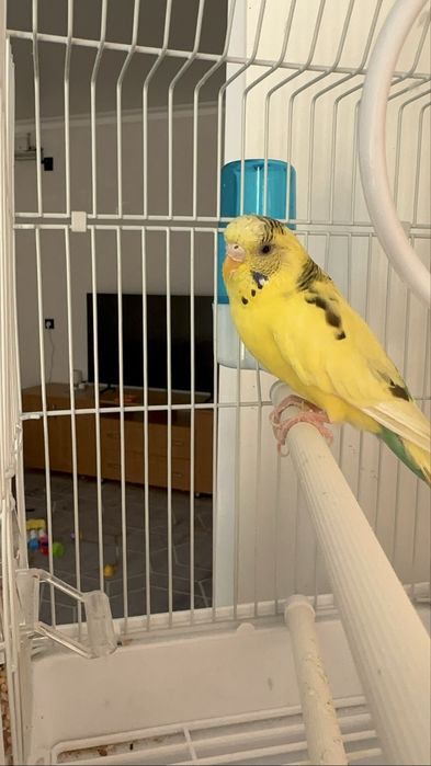 Волнистый попугай