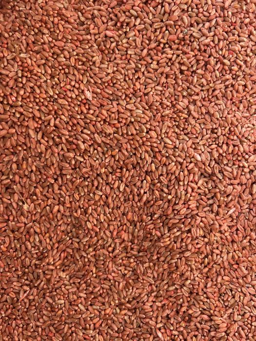 Grau de samanta(selectat si tratat)