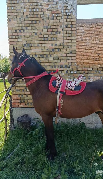 2 жасар Жылқы сатылады