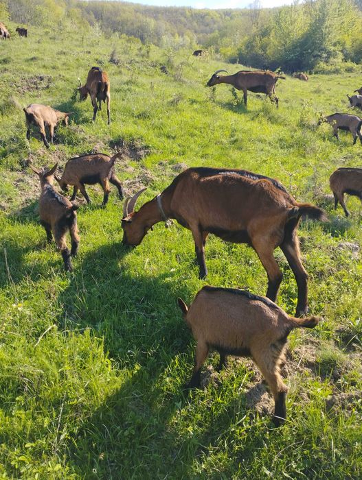 Ieduțe alpina franceză
