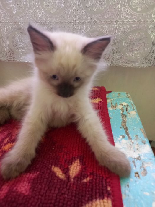 Продаю сиамских катят