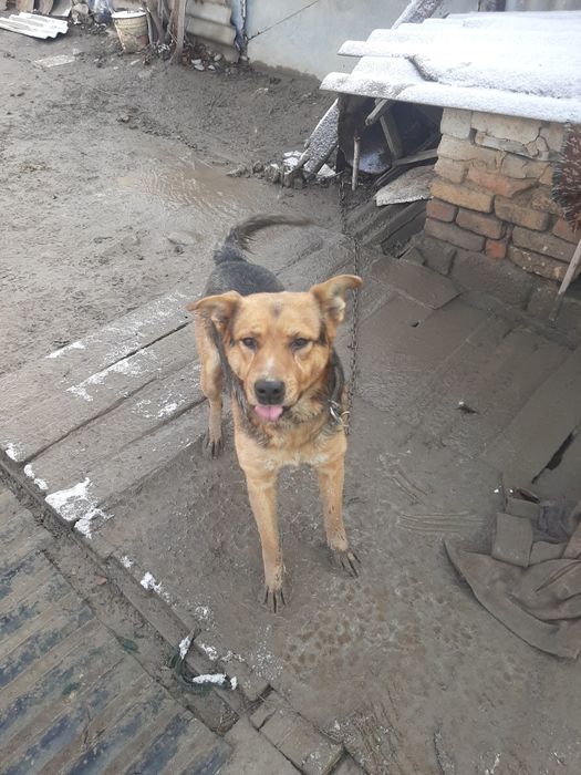 В хорошие руки отдаётся