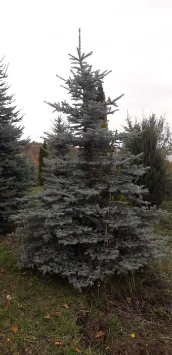 Ель голубая 4-5 метров