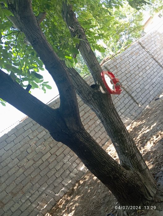 Yongʻoq daraxti srochna sotiladi