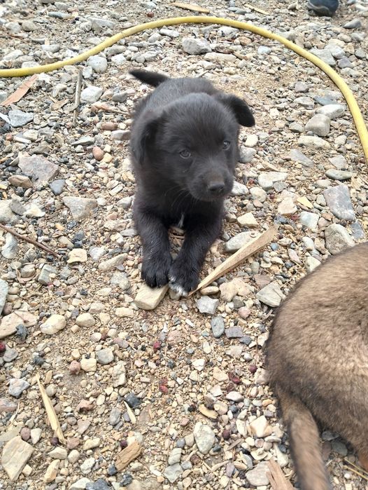 Щенки 2 девки 1 пацан