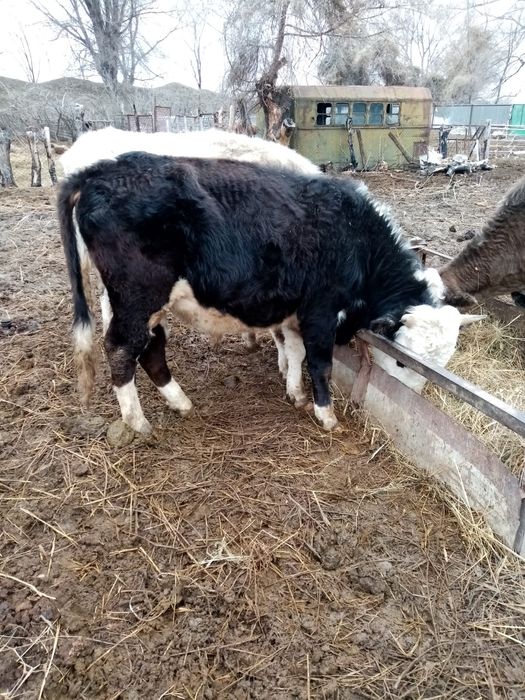 Продам быка срочно