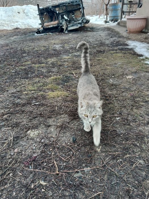 Отдам в добрые руки! Бесплатно!