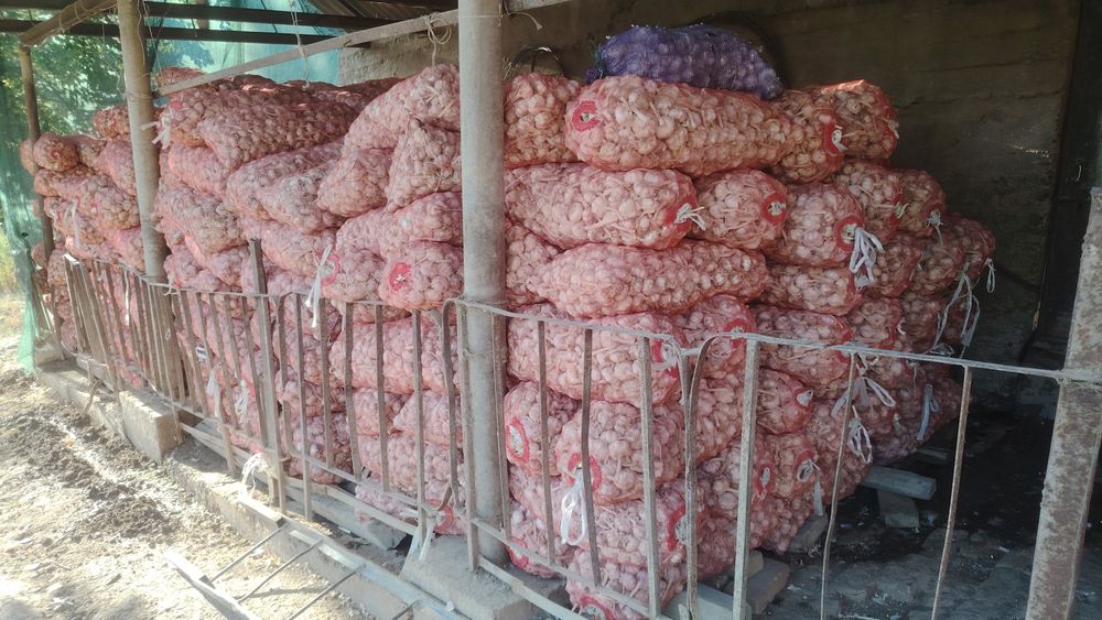 ЧЕСНОК оптовая продажа