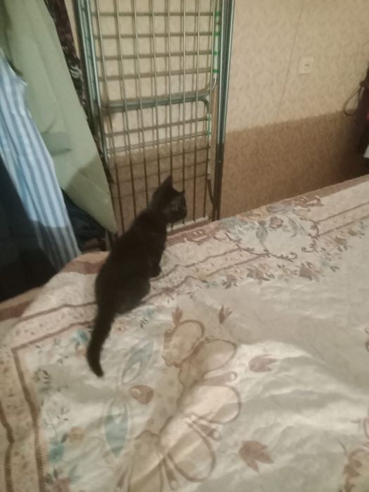 В добрые заботливые руки