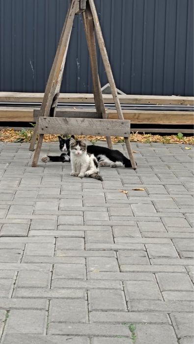 Кошки крысоловы девочки