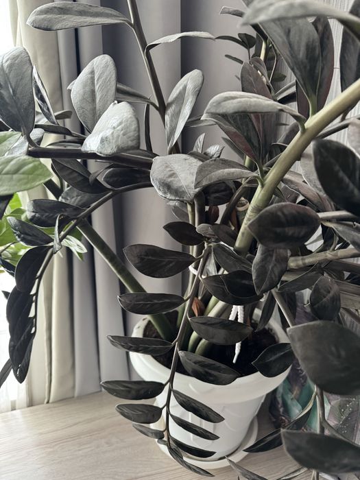 Замиакульказ Вариегато Долларовое дерево