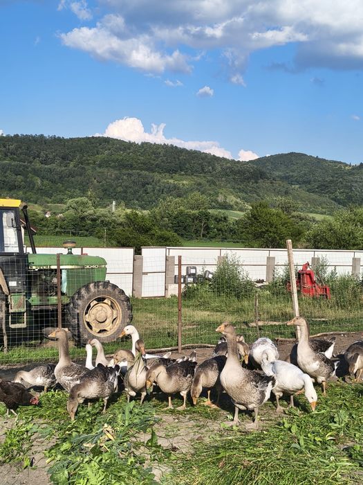 Gâște de vânzare