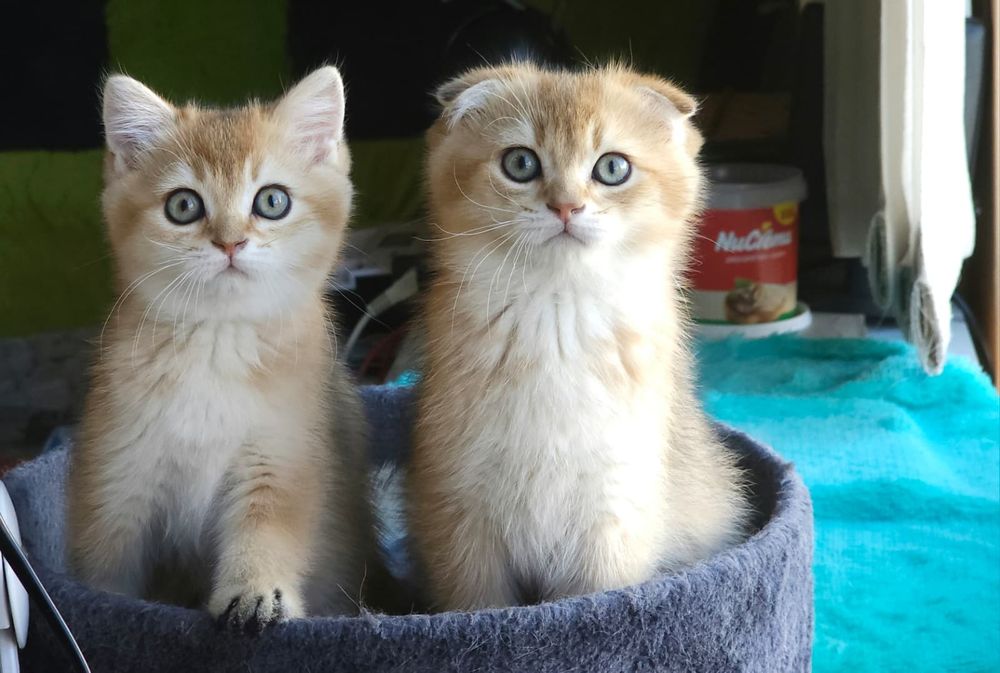 Британски котенца