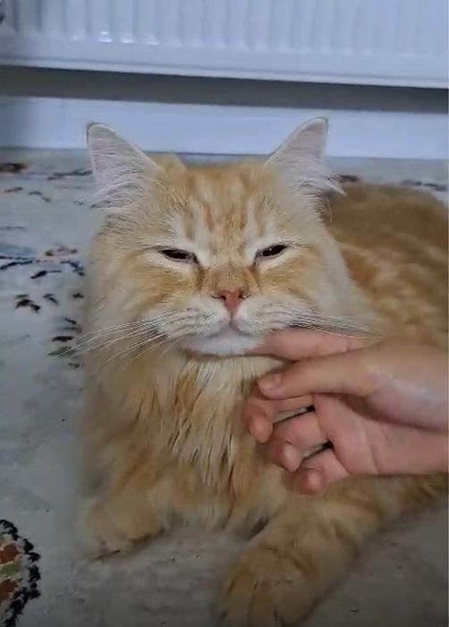 Кошка британка ласковая