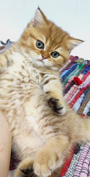 Котята британские шиншиллы