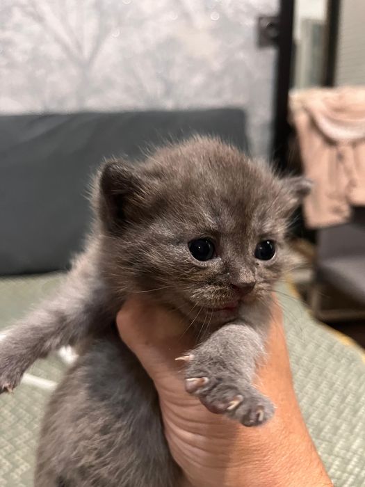 Шотландские котятя