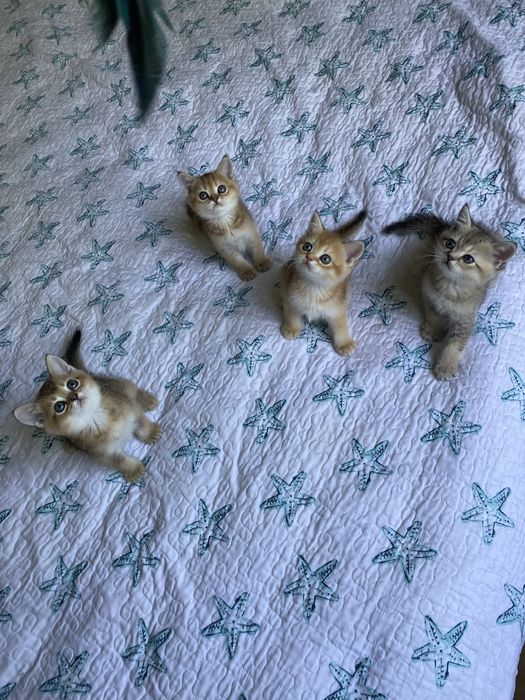 Котята золотая шиншилла