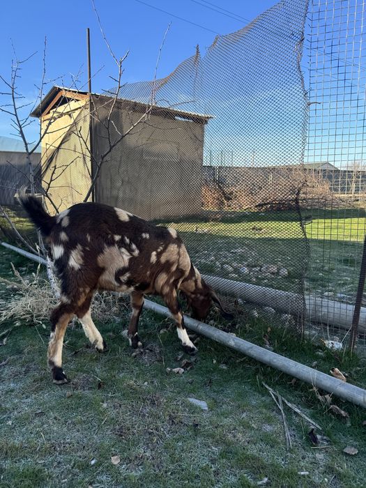 Нуб парода сатылады