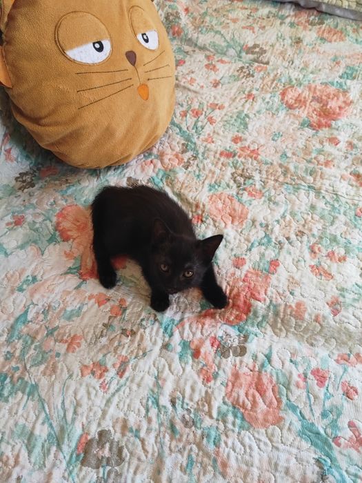 Котенок в добрые руки